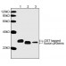THE™ GST Antibody, mAb, Mouse