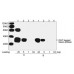 THE™ GST Antibody, mAb, Mouse
